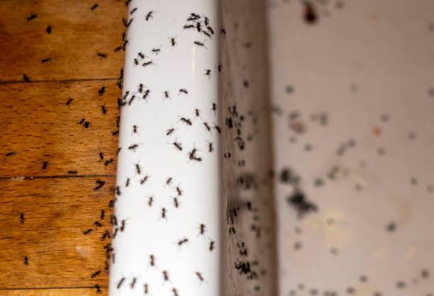Best Cockroach Control Services  in Lacon, IL