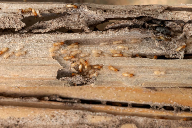 Best Spider Control Near Me  in Lacon, IL