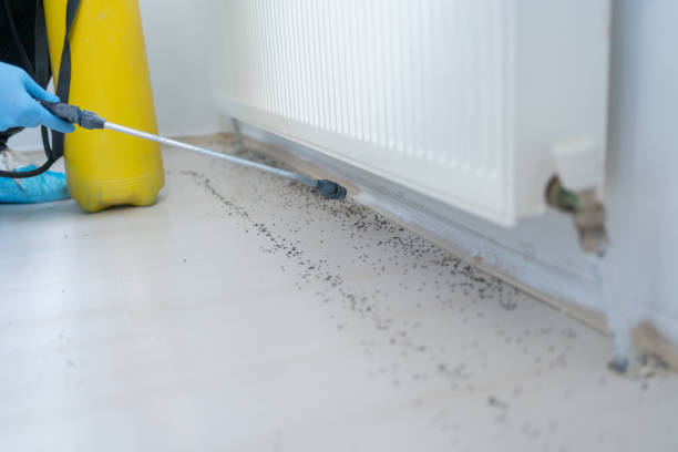 Best Bed Bug Extermination  in Lacon, IL